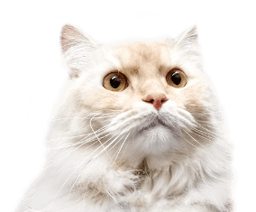 癒し部顧問 かみゅー君