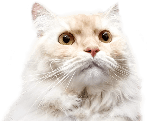 癒し部顧問 かみゅー君